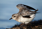 Image. Grey Plover
