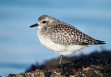 Image. Grey Plover