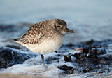 Image. Grey Plover