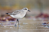 Image. Grey Plover
