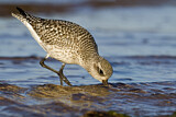 Image. Grey Plover
