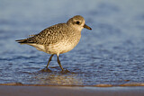 Image. Grey Plover