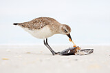 Image. Grey Plover