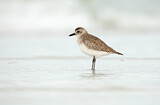 Image. Grey Plover