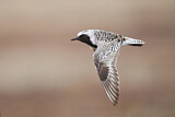 Image. Grey Plover