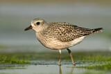 Image. Grey Plover