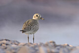 Image. Grey Plover