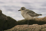 Image. Grey Plover