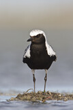 Image. Grey Plover
