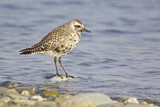 Image. Grey Plover