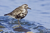 Image. Grey Plover