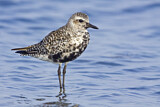 Image. Grey Plover