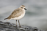 Image. Grey Plover