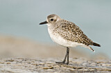 Image. Grey Plover