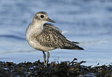 Image. Grey Plover