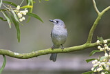 Image. Grey Shrikethrush