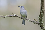 Image. Grey Shrikethrush