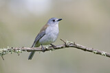Image. Grey Shrikethrush