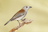 Image. Grey Shrikethrush