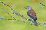 Image. Grey Shrikethrush