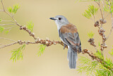 Image. Grey Shrikethrush