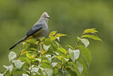 Image. Grey Silky-flycatcher