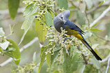 Image. Grey Silky-flycatcher