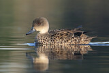 Image. Grey Teal