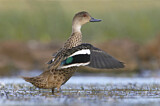 Image. Grey Teal