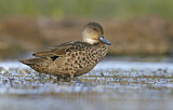 Image. Grey Teal