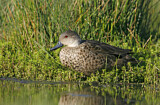 Image. Grey Teal