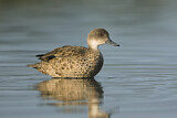 Image. Grey Teal