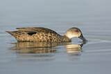 Image. Grey Teal