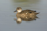 Image. Grey Teal