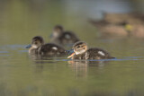 Image. Grey Teal