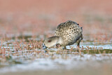 Image. Grey Teal
