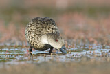 Image. Grey Teal