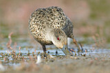 Image. Grey Teal