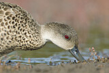 Image. Grey Teal
