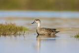 Image. Grey Teal