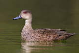 Image. Grey Teal