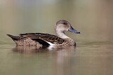Image. Grey Teal