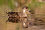 Image. Grey Teal