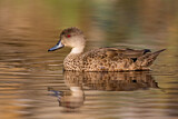 Image. Grey Teal