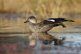 Image. Grey Teal