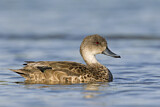 Image. Grey Teal