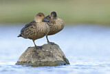 Image. Grey Teal