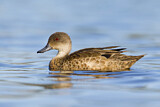 Image. Grey Teal