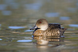 Image. Grey Teal