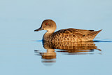 Image. Grey Teal